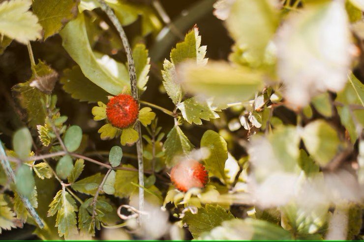 Rare plant species
